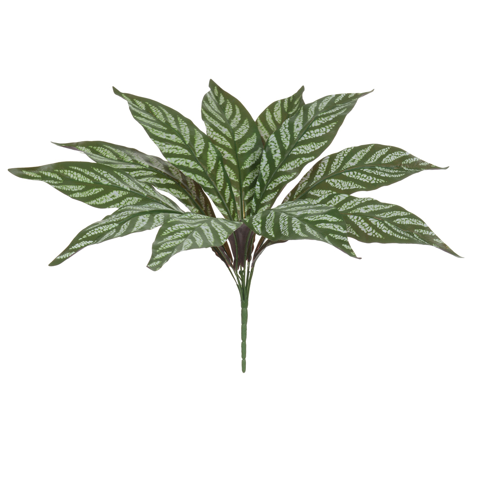 F.DRACENA FRAGRANS FORRACAO X11 (VERDE CREME) 50cm