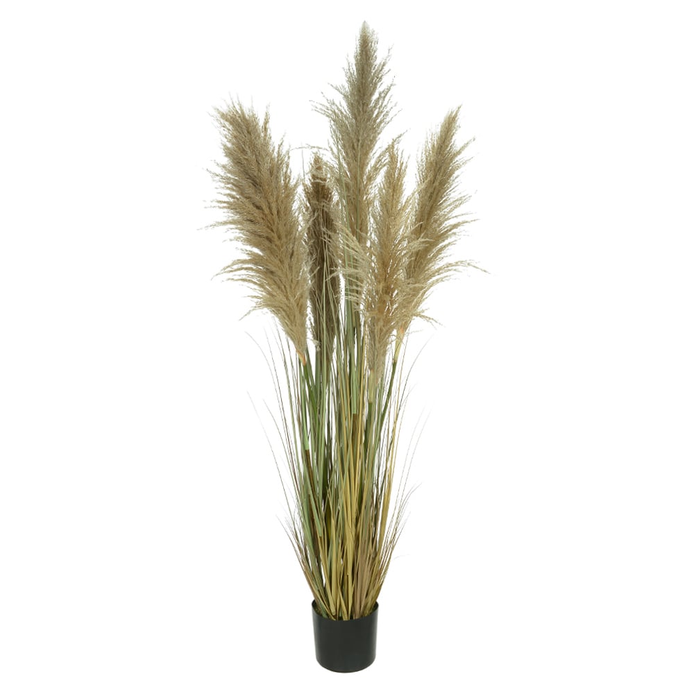 F.GRASS PAMPAS C/POTE X5 (VERDE OUTONO) 1,5m