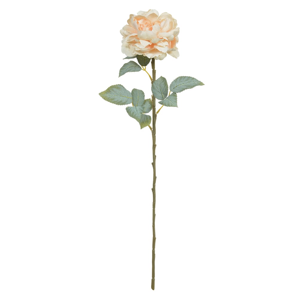 H.PEONIA (CREME) 66cm