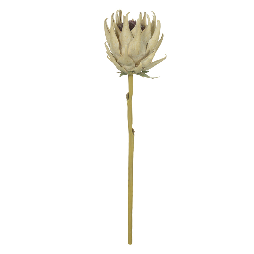 H.PROTEA EVA (PALHA OUTONO) 56cm