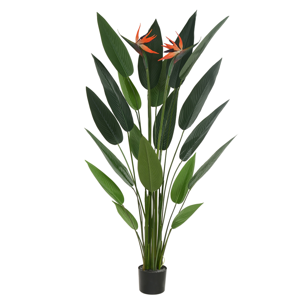 A.ESTRELICIA C/FLOR PU C/POTE X19 (VERDE) 1,5m