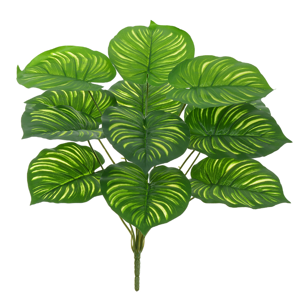 A.CALATHEA REAL TOQUE X12 (VERDE) 45cm