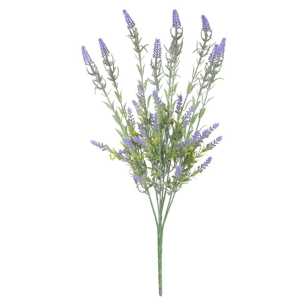 B.LAVANDA C/POWDER PLT X36 (LAVANDA) 50cm