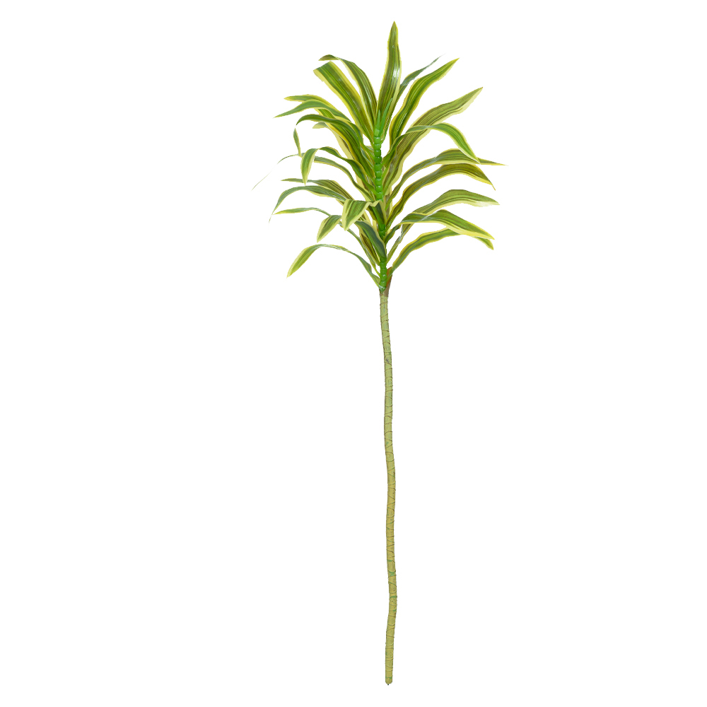 C.DRACENA REFLEXA REAL TOQUE X24 (VERDE CREME) 78cm