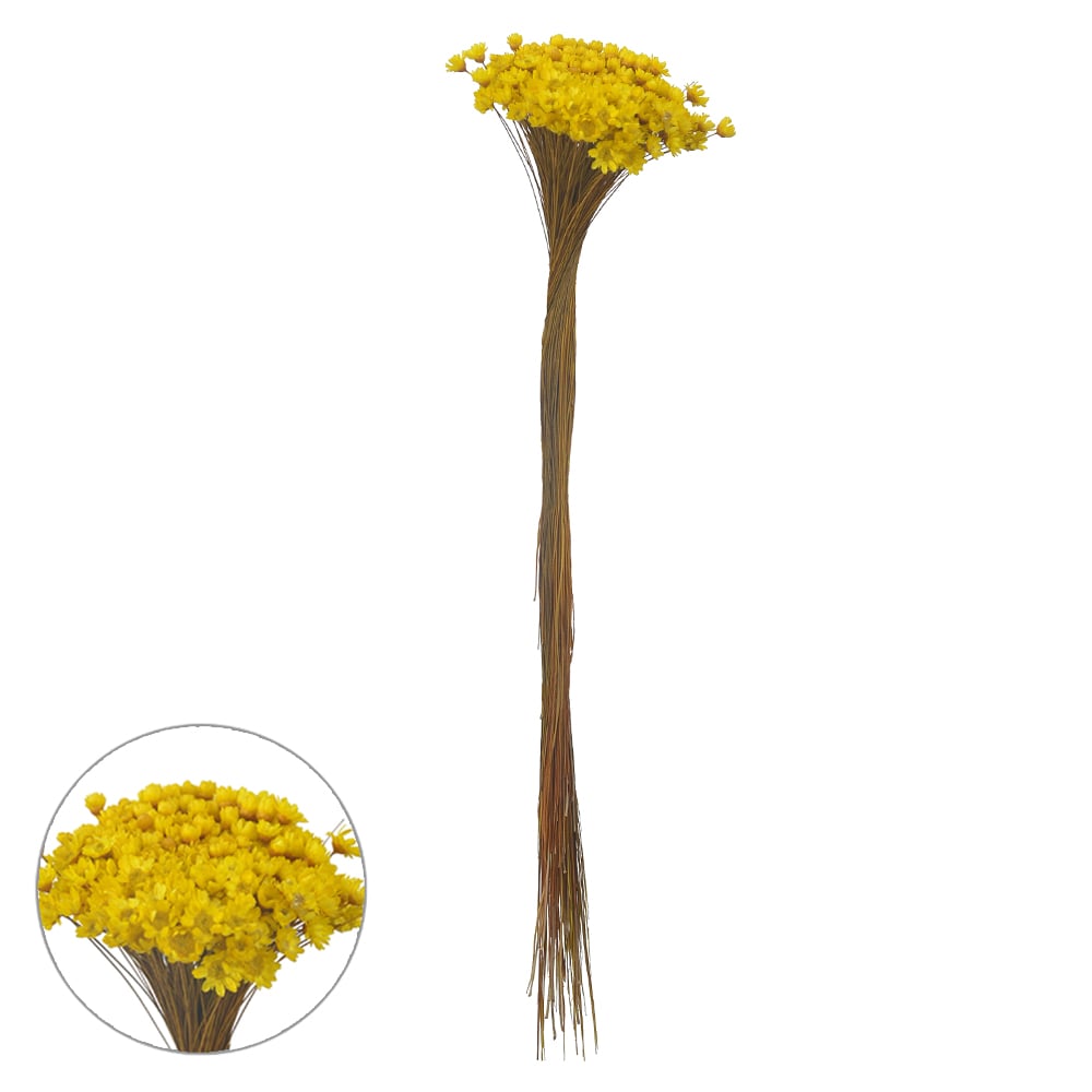 SEMPRE VIVA DESIDRATADO (AMARELO) 40CM