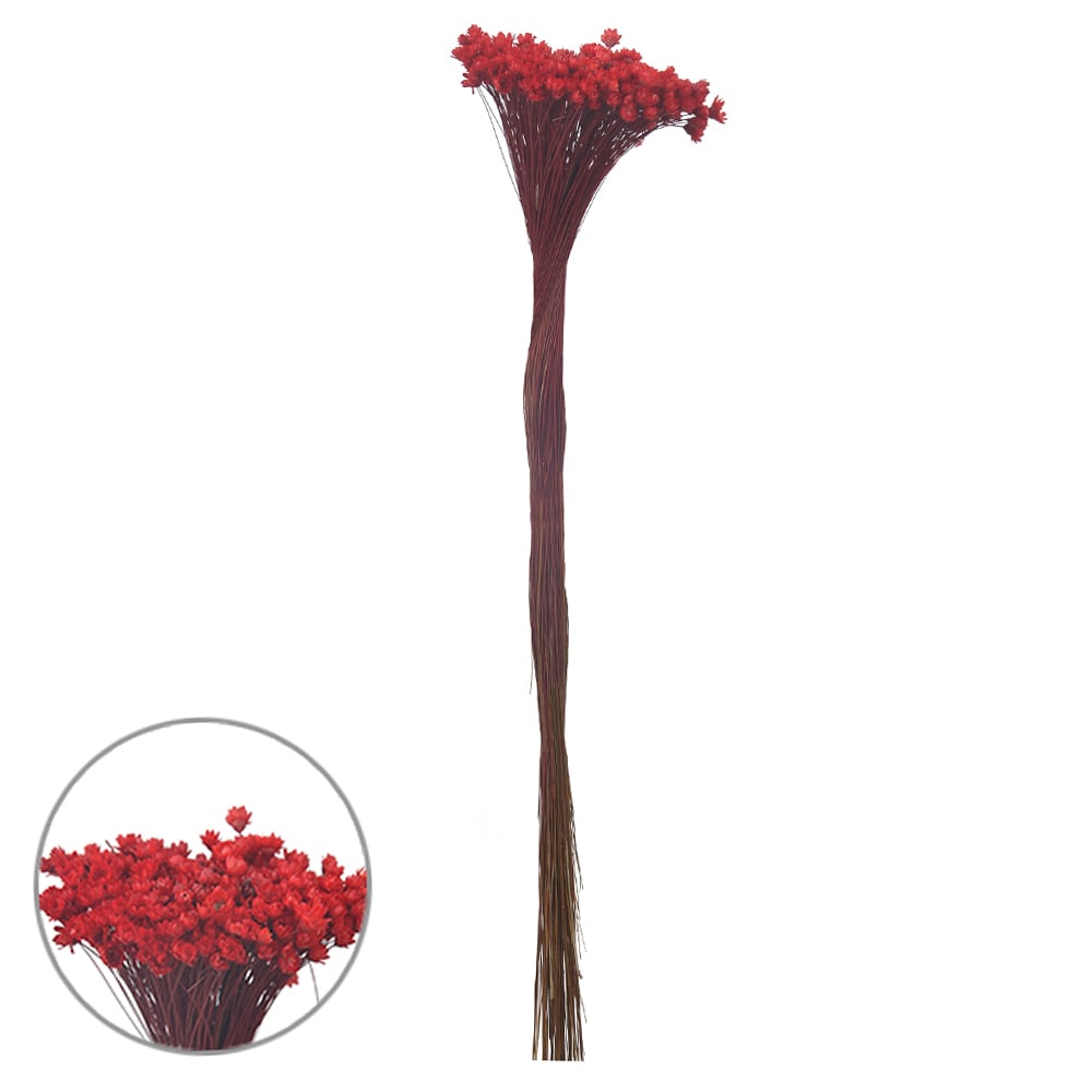 SEMPRE VIVA DESIDRATADO (VERMELHO) 40CM