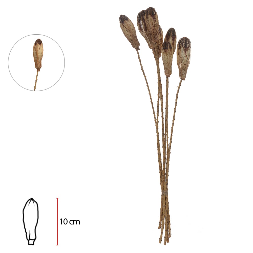 C.SEMENTE MAHOGANY C/EMBALAGEM C/7 UNI (MARROM) 60cm