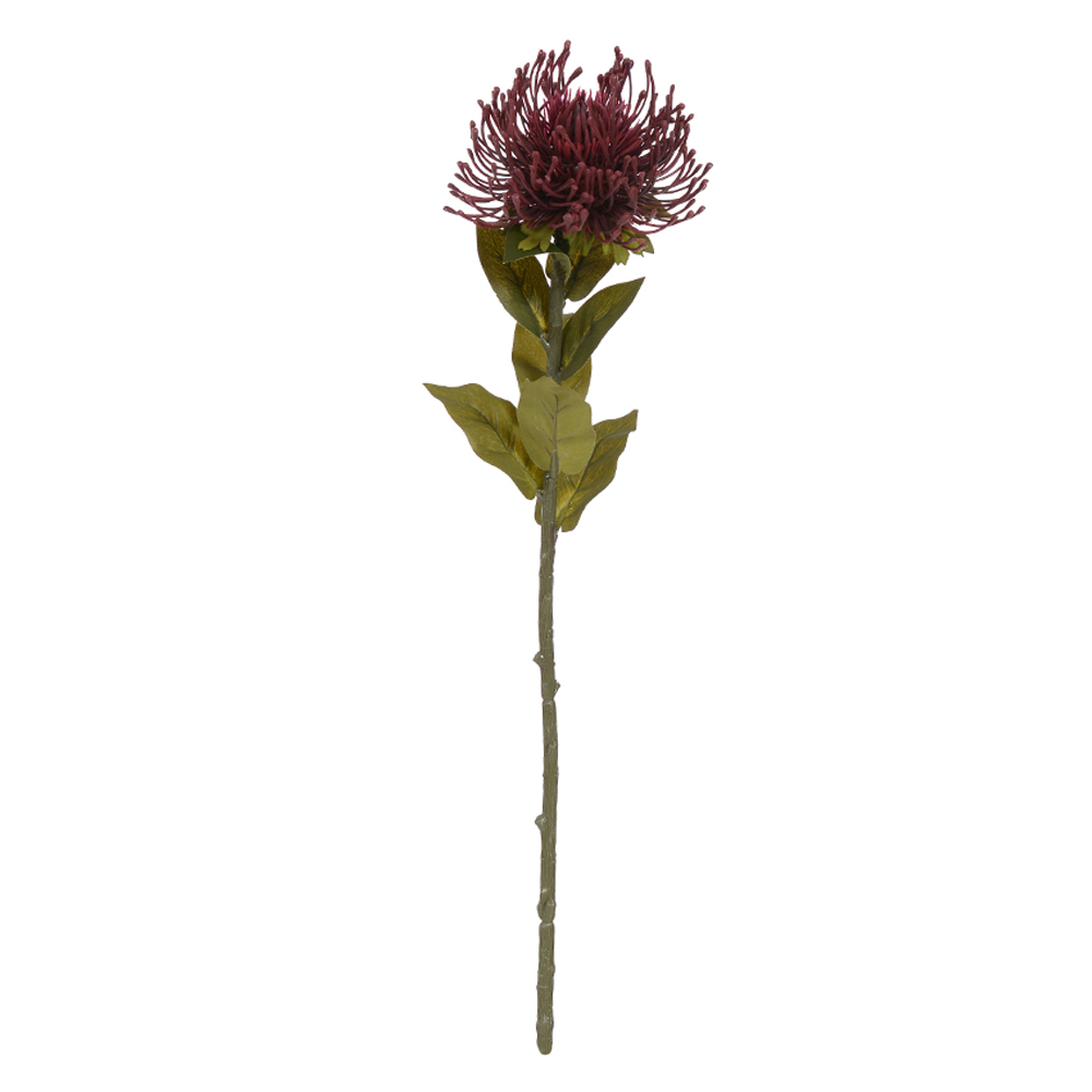 H.PROTEA (MARSALA) 73cm