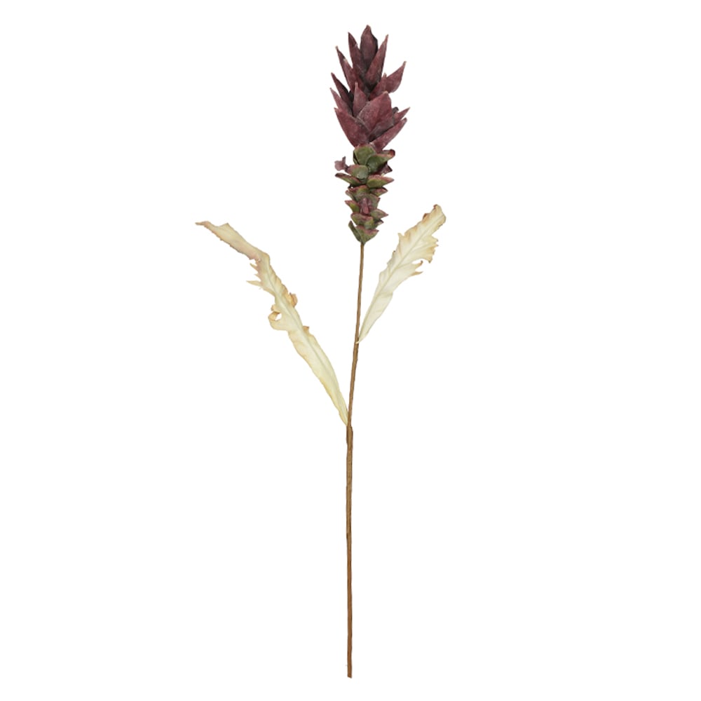 H.PROTEA (MARSALA) 1,05m