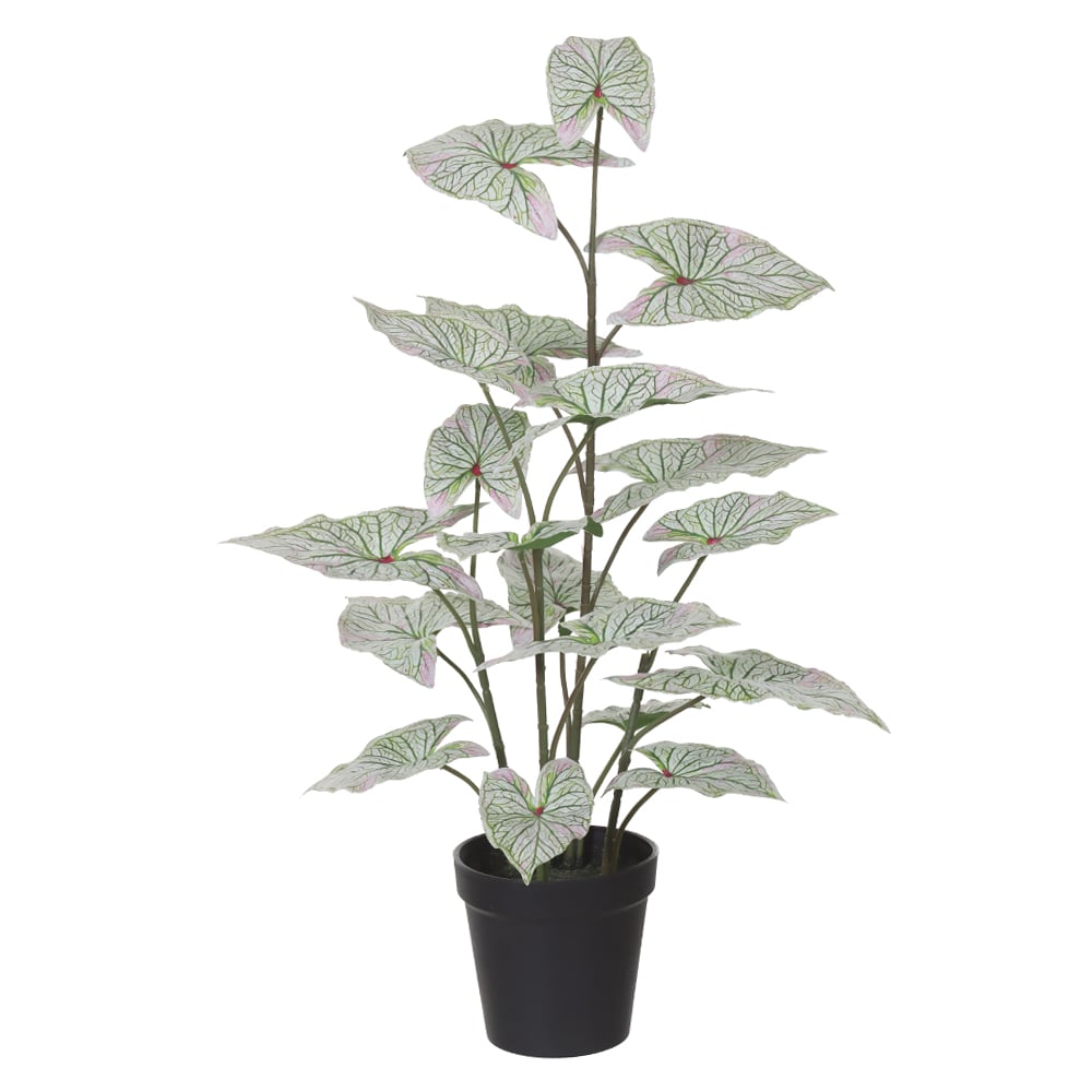 F.CALADIUM C/POTE REAL TOQUE X19 (BRANCO VERDE) 53cm