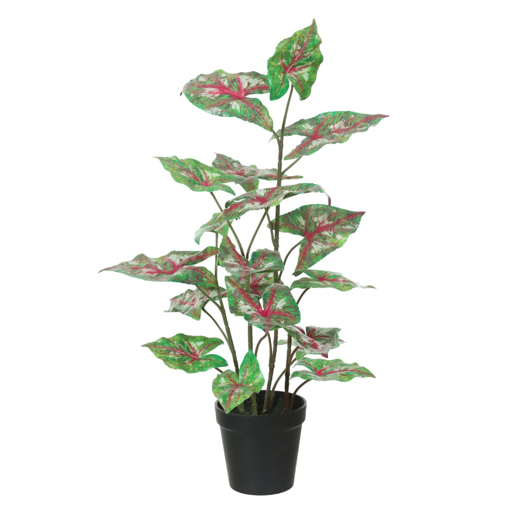 F.CALADIUM C/POTE REAL TOQUE X19 (VERDE ROSA) 53cm