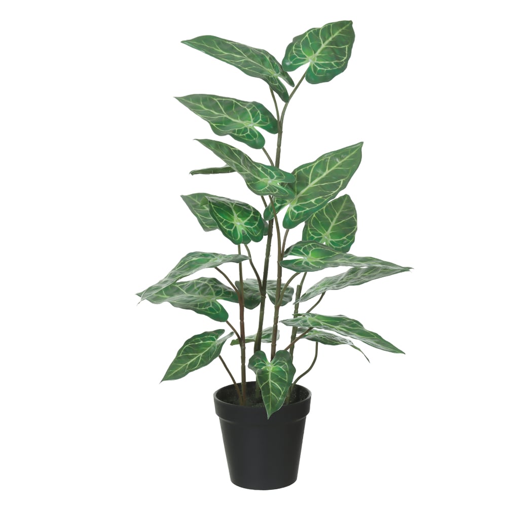 F.CALADIUM C/POTE REAL TOQUE X19 (VERDE BRANCO) 53cm