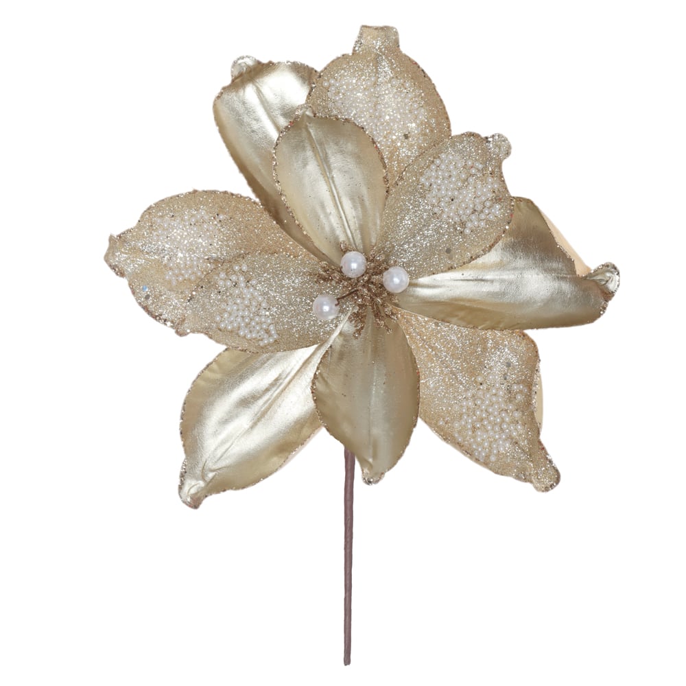 H.MAGNOLIA NATAL (CHAMPANHE) 25cm 25d 10P