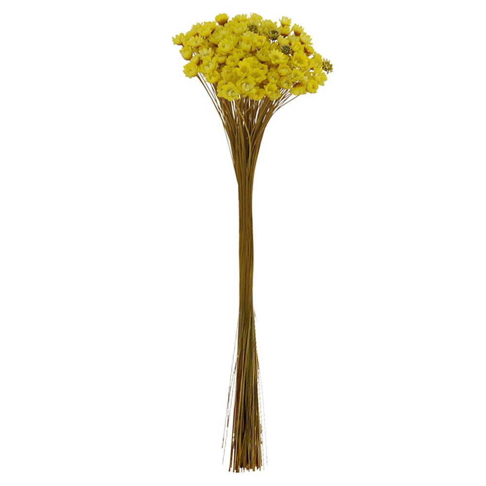 SEMPRE VIVA DESIDRATADO (AMARELO) 29CM