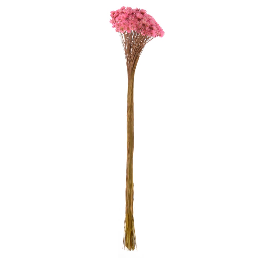 SEMPRE VIVA DESIDRATADO (ROSA CLARO) 29CM