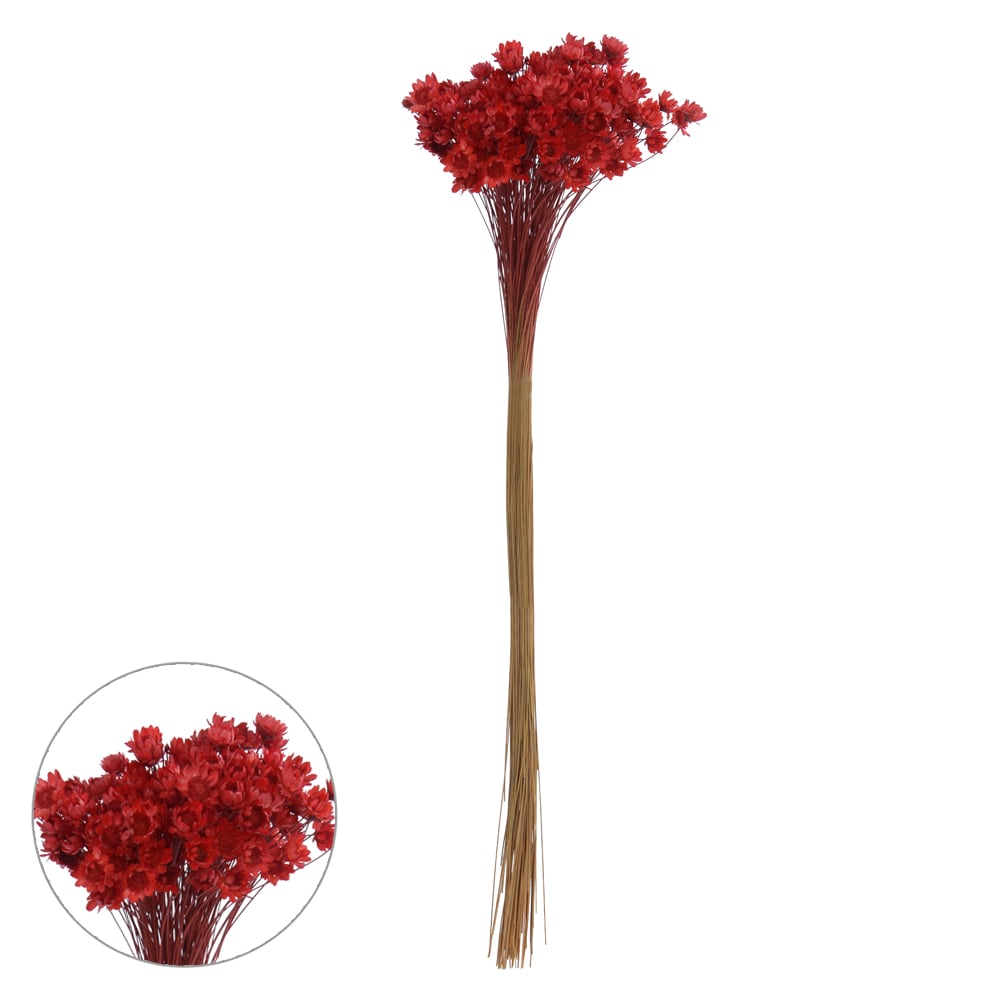 SEMPRE VIVA DESIDRATADO (LARANJA OUTONO) 25CM
