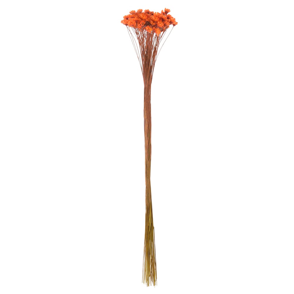 SEMPRE VIVA DESIDRATADO (LARANJA) 25CM