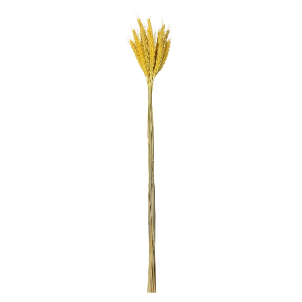 TRIGO C/20 HASTE DESIDRATADO (AMARELO  ESCURO) 65CM