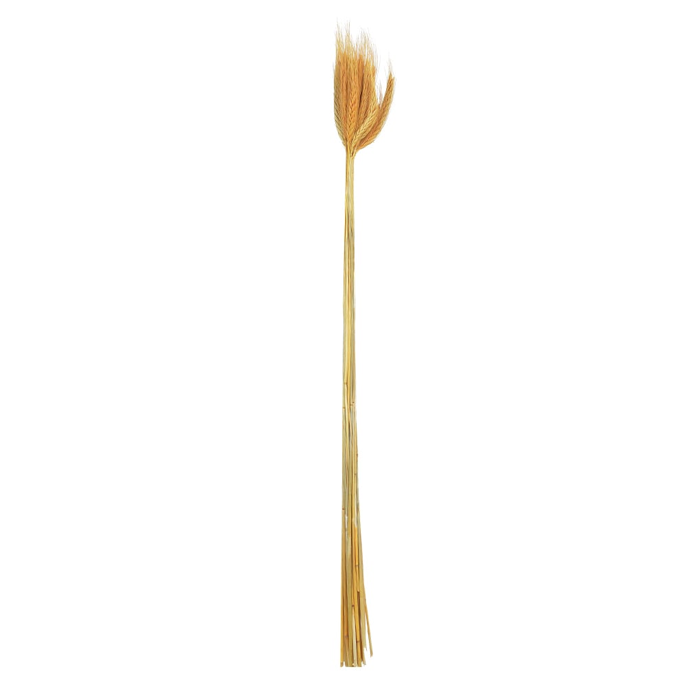TRIGO C/20 HASTE DESIDRATADO (LARANJA) 65CM