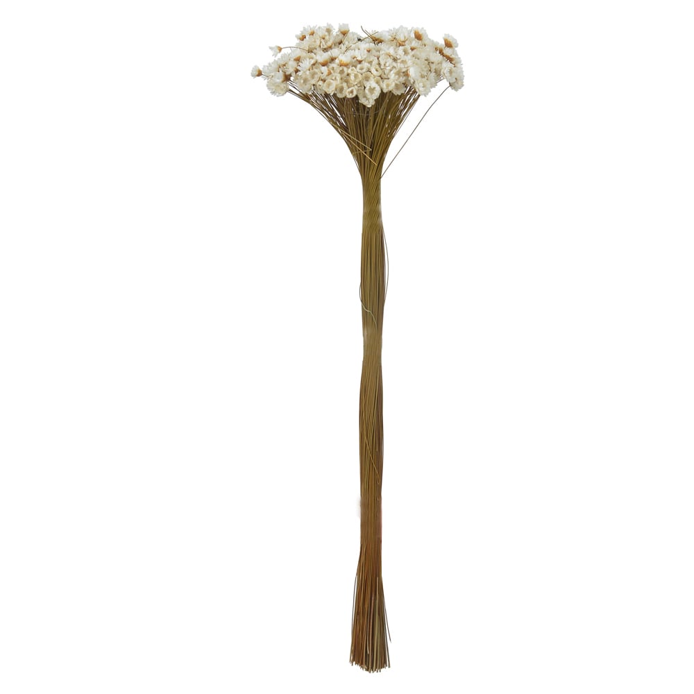 SEMPRE VIVA DESIDRATADO (NATURAL) 40CM