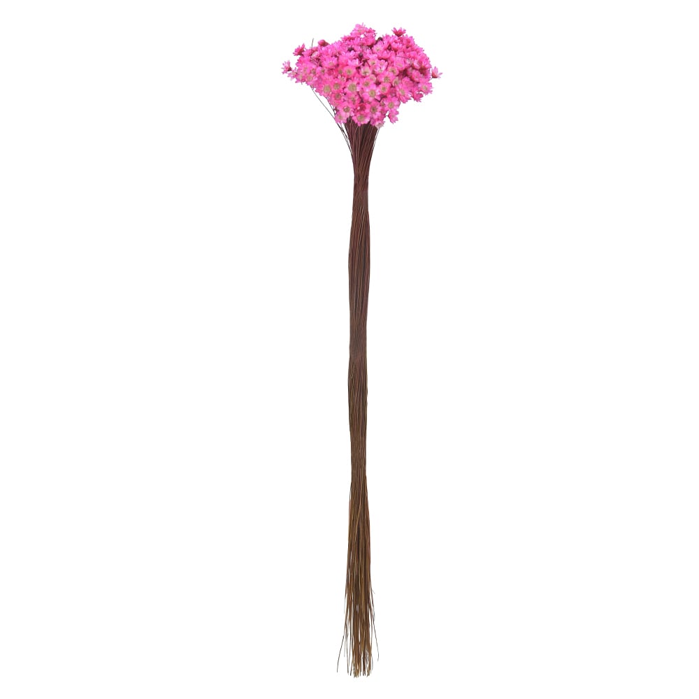 SEMPRE VIVA DESIDRATADO (ROSA) 30CM