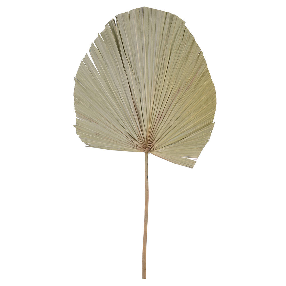 FOLHA LATANIA DESIDRATADO (NATURAL) 60X33CM