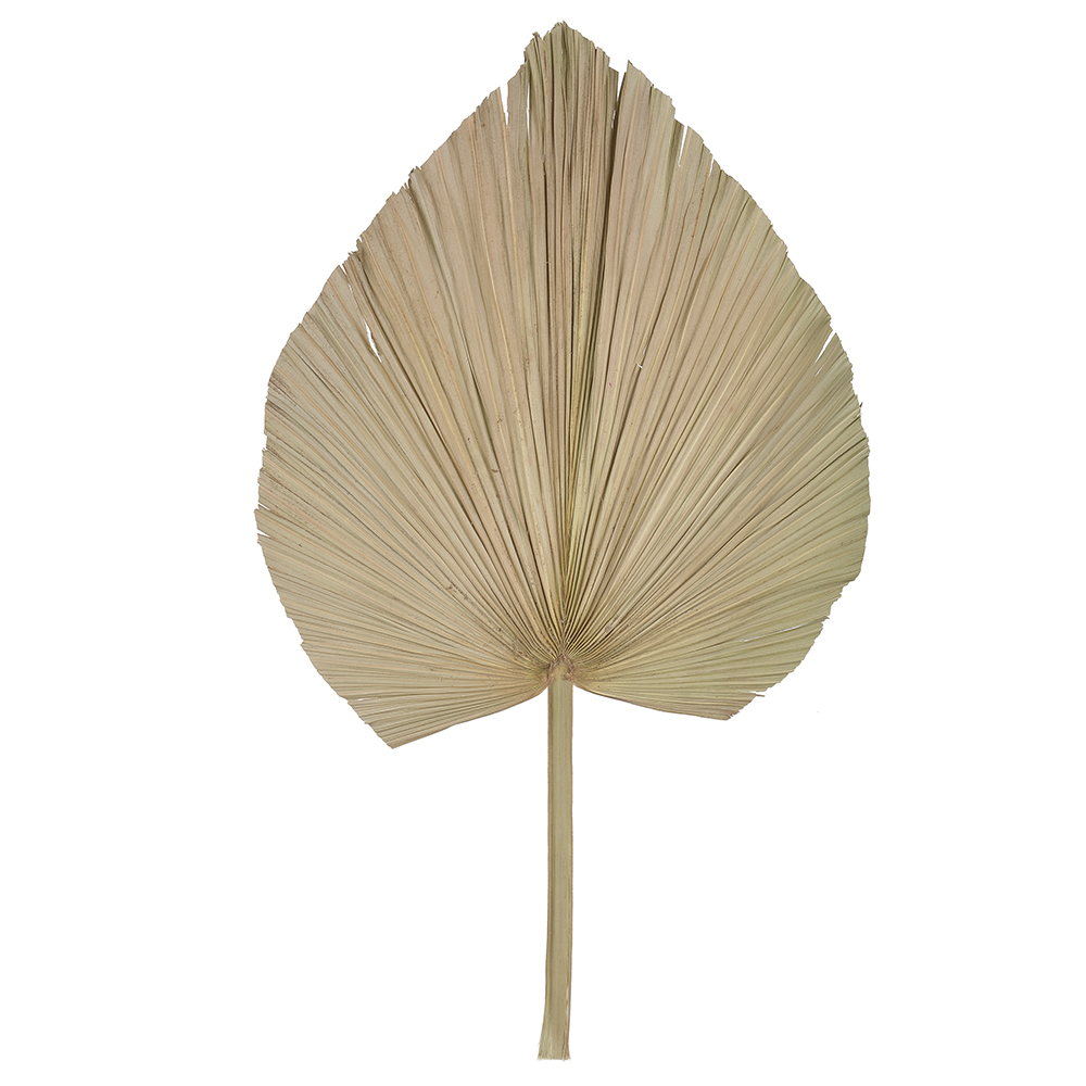 FOLHA LATANIA DESIDRATADO (NATURAL) 70X33CM