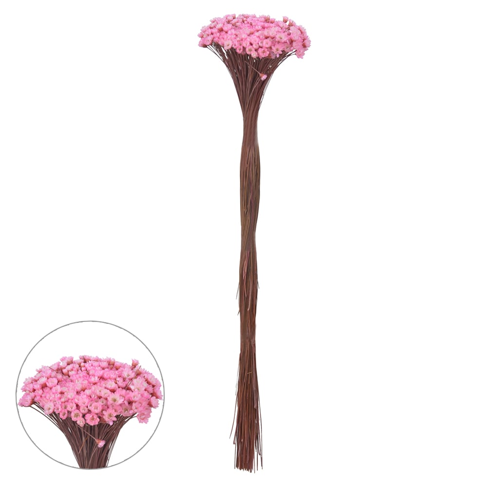 SEMPRE VIVA DESIDRATADO (ROSA CLARO) 35CM