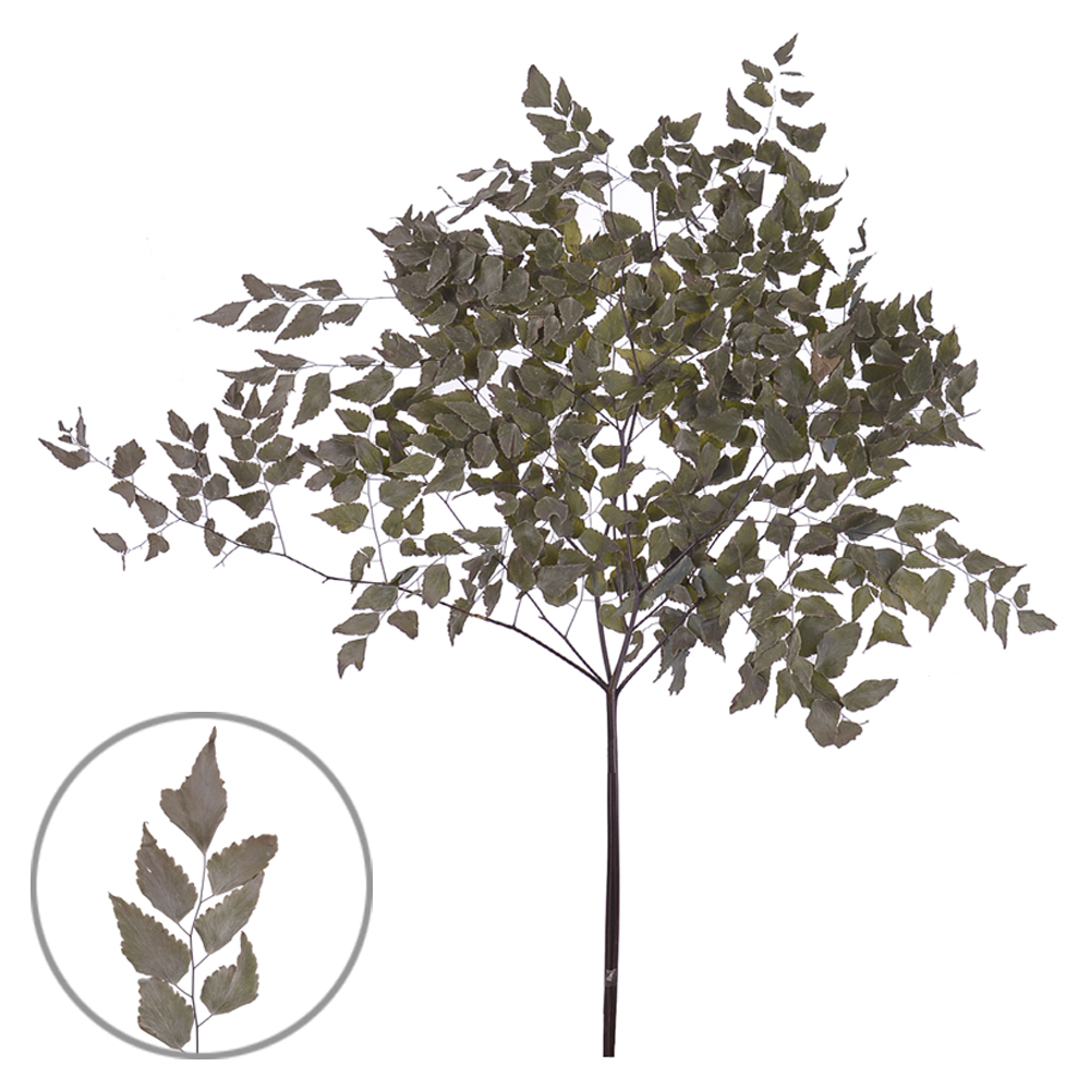 AVENCA C/ 3 GALHOS DESIDRATADO (NATURAL) 70CM
