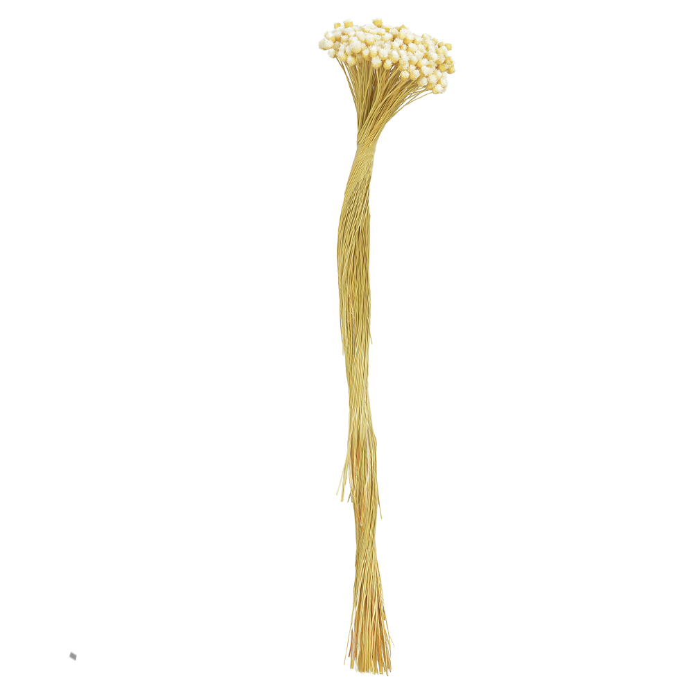 JAZIDA DESIDRATADO (ALVEJADO) 40CM