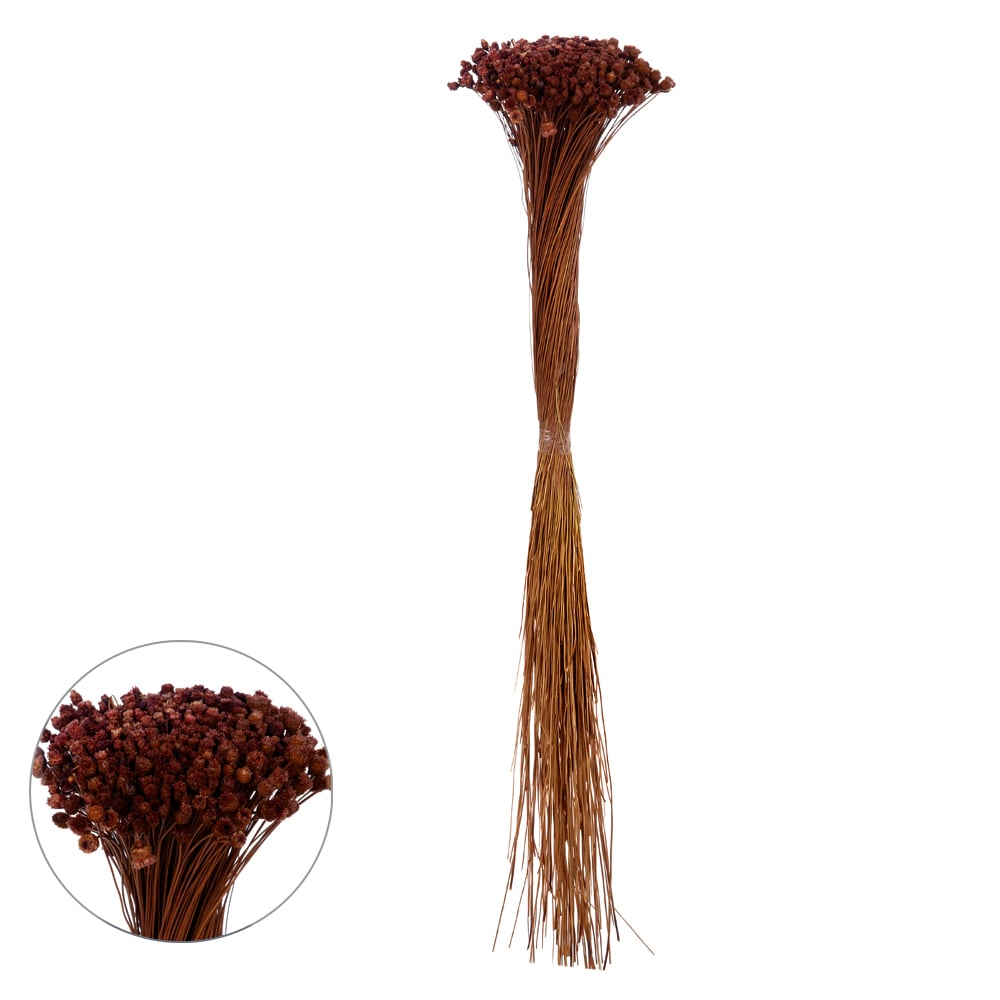 JAZIDA DESIDRATADO (MARROM) 40CM