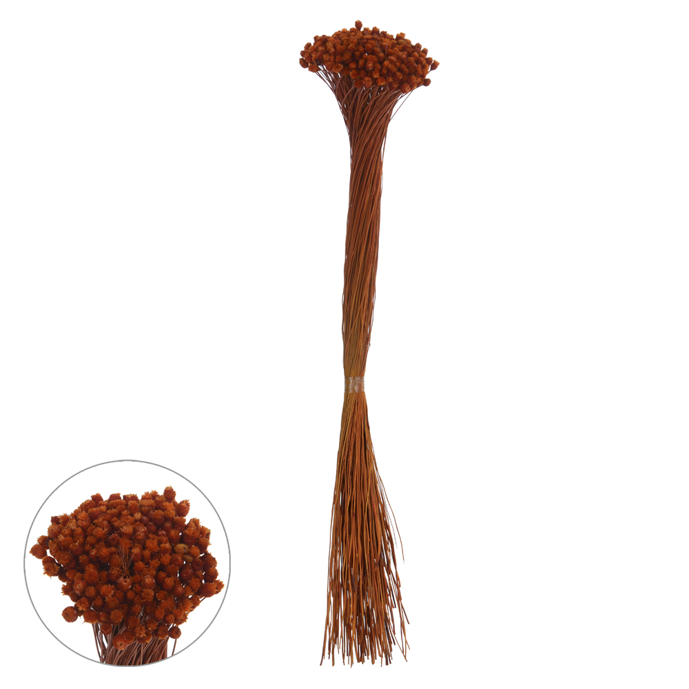 JAZIDA DESIDRATADO (LARANJA) 40CM