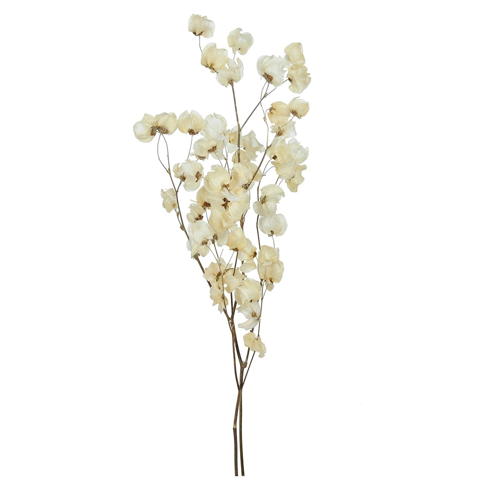 BOUGAINVILLE C/ 45 BOTOES DESIDRATADO (NATURAL) 50CM