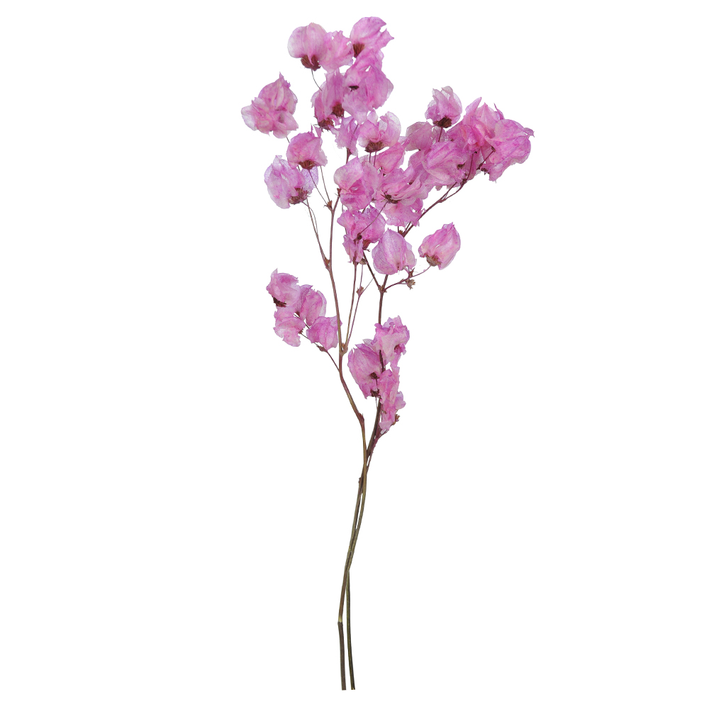 BOUGAINVILLE C/ 45 BOTOES DESIDRATADO (ROSA) 50CM