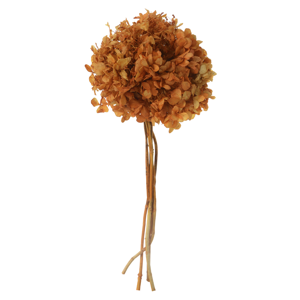 HORTENSIA C/ 5 HASTES DESIDRATADO (LARANJA) 25CM