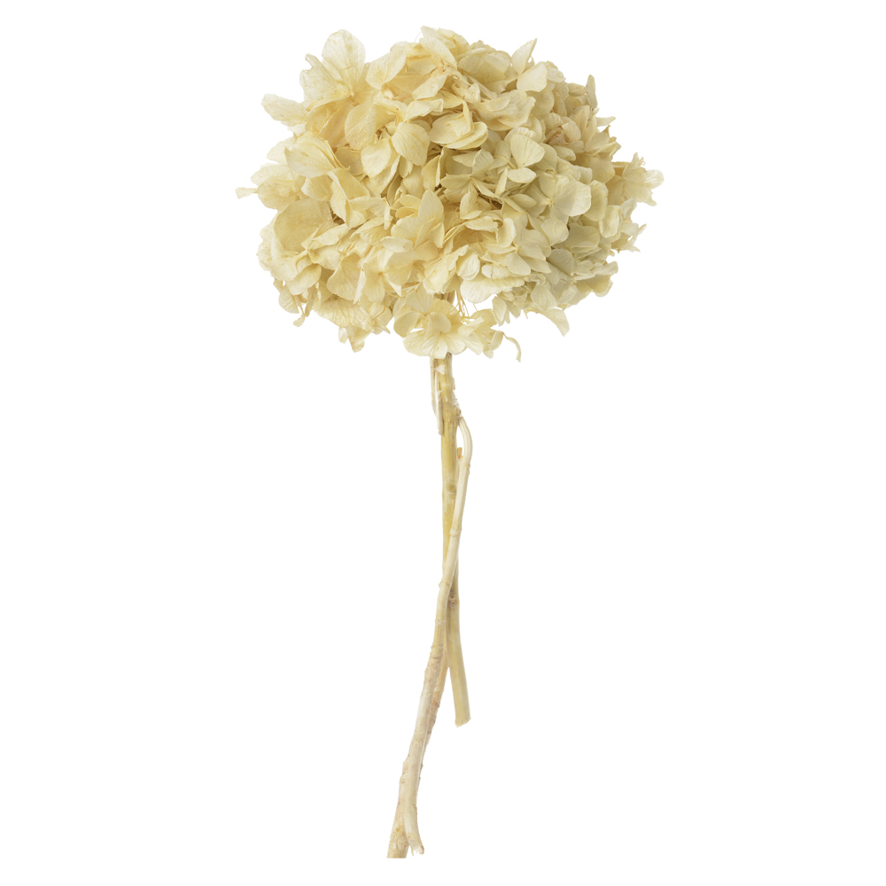 HORTENSIA C/ 5 HASTES DESIDRATADO (ALVEJADO) 25CM