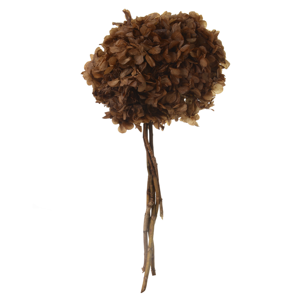 HORTENSIA C/ 5 HASTES DESIDRATADO (MARROM) 25CM