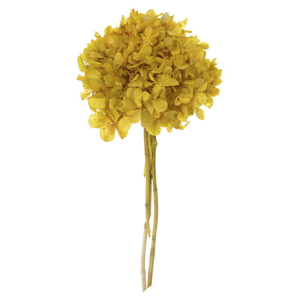 HORTENSIA C/ 5 HASTES DESIDRATADO (AMARELO) 25CM