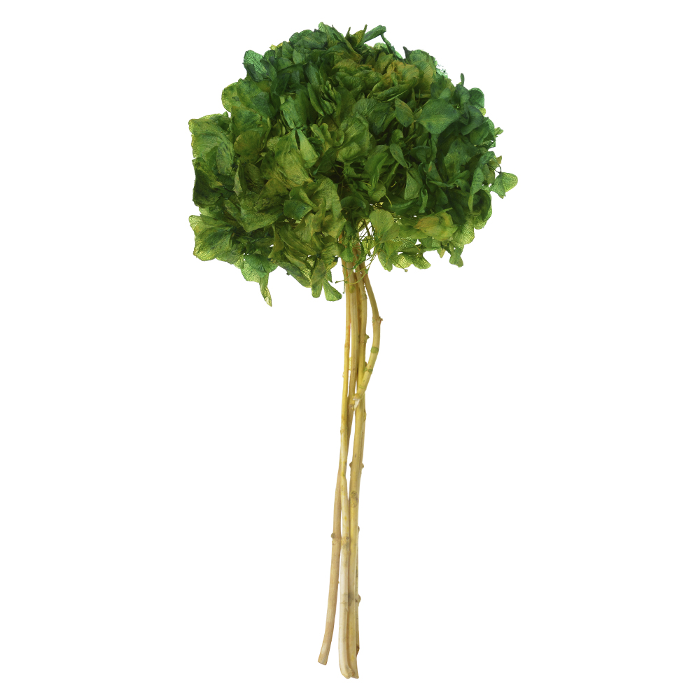 HORTENSIA C/ 5 HASTES DESIDRATADO (VERDE) 25CM