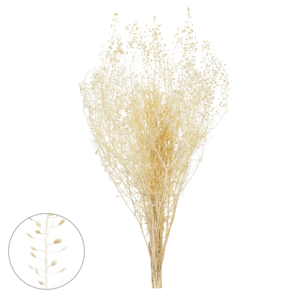 SEMENTINHA DESIDRATADO (ALVEJADO) 40CM
