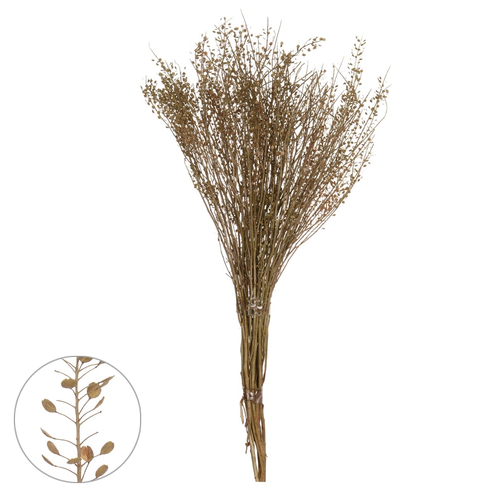 SEMENTINHA DESIDRATADO (MARROM) 40CM