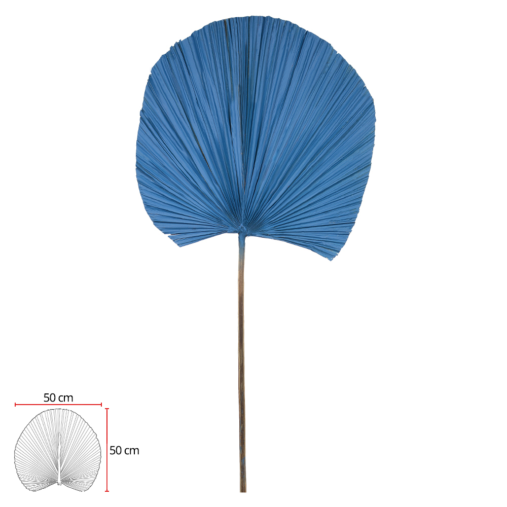 LATANEA DESIDRATADO (AZUL) 110X50CM