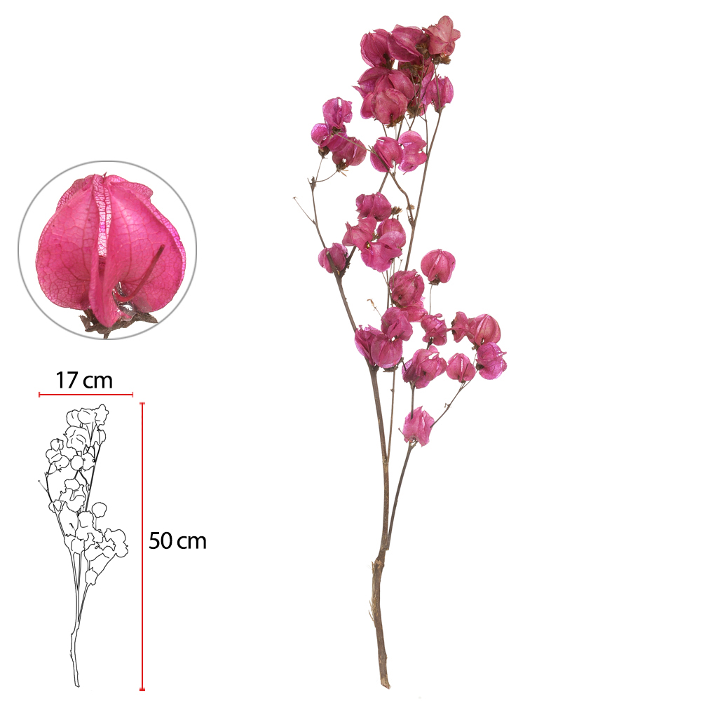 BOUGAINVILLE C/ 40 BOTOES DESIDRATADO (ROSA) 50CM