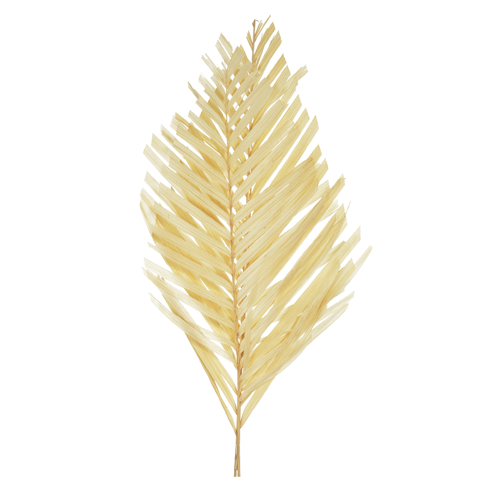 ARECA C/3 HASTES DESIDRATADO (ALVEJADO) 74X30CM