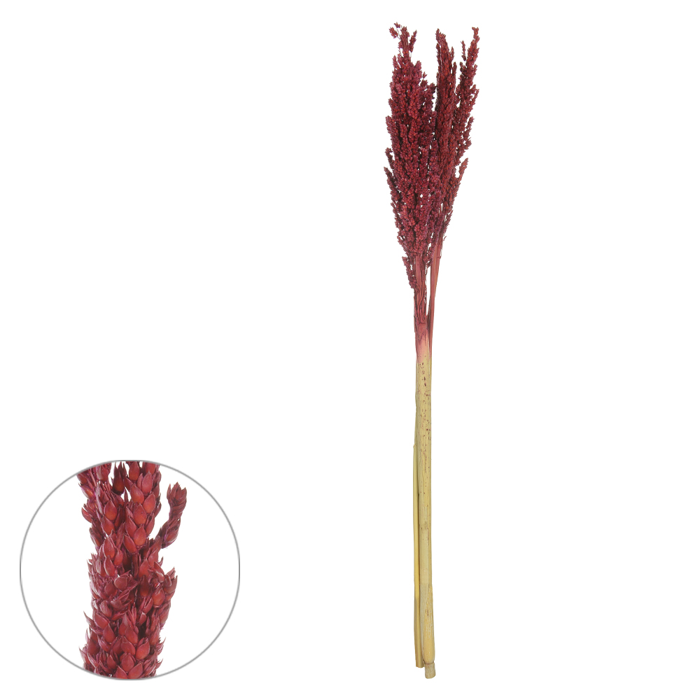 SORGO C/ 3 HASTES DESIDRATADO (MARSALA) 69CM