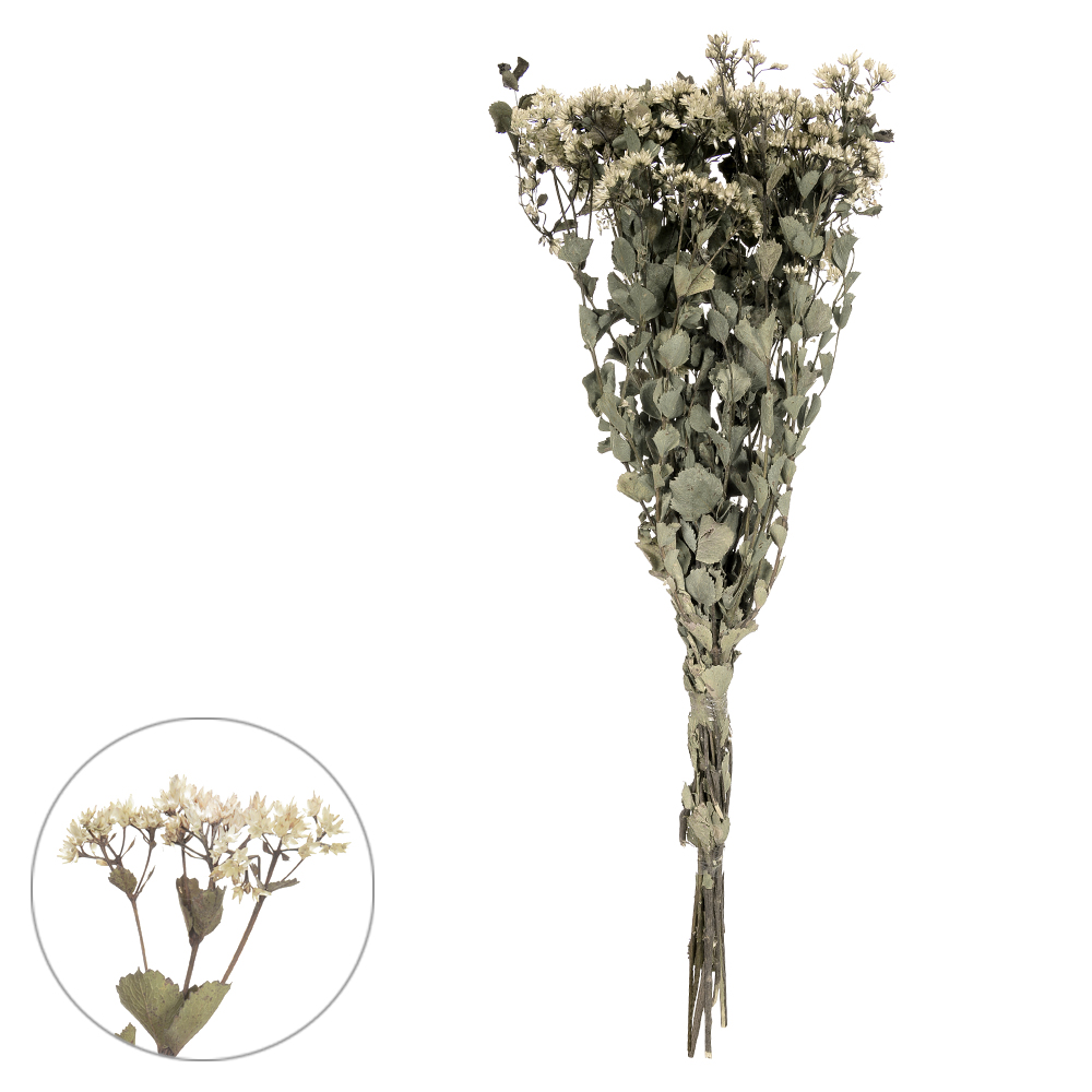 CHUVISCO DESIDRATADO (NATURAL) 63CM