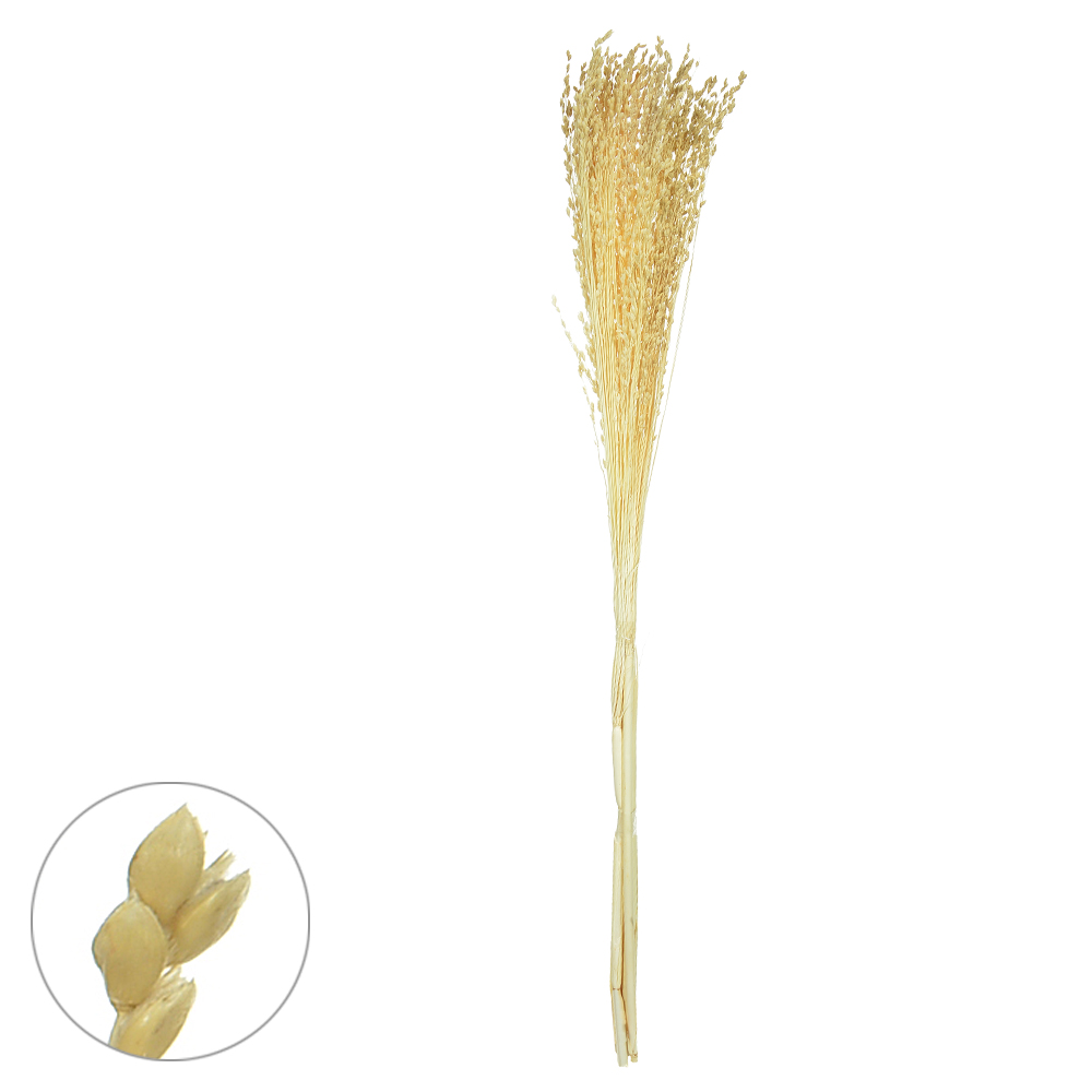 VASSOURINHA DESIDRATADO (ALVEJADO) 75CM