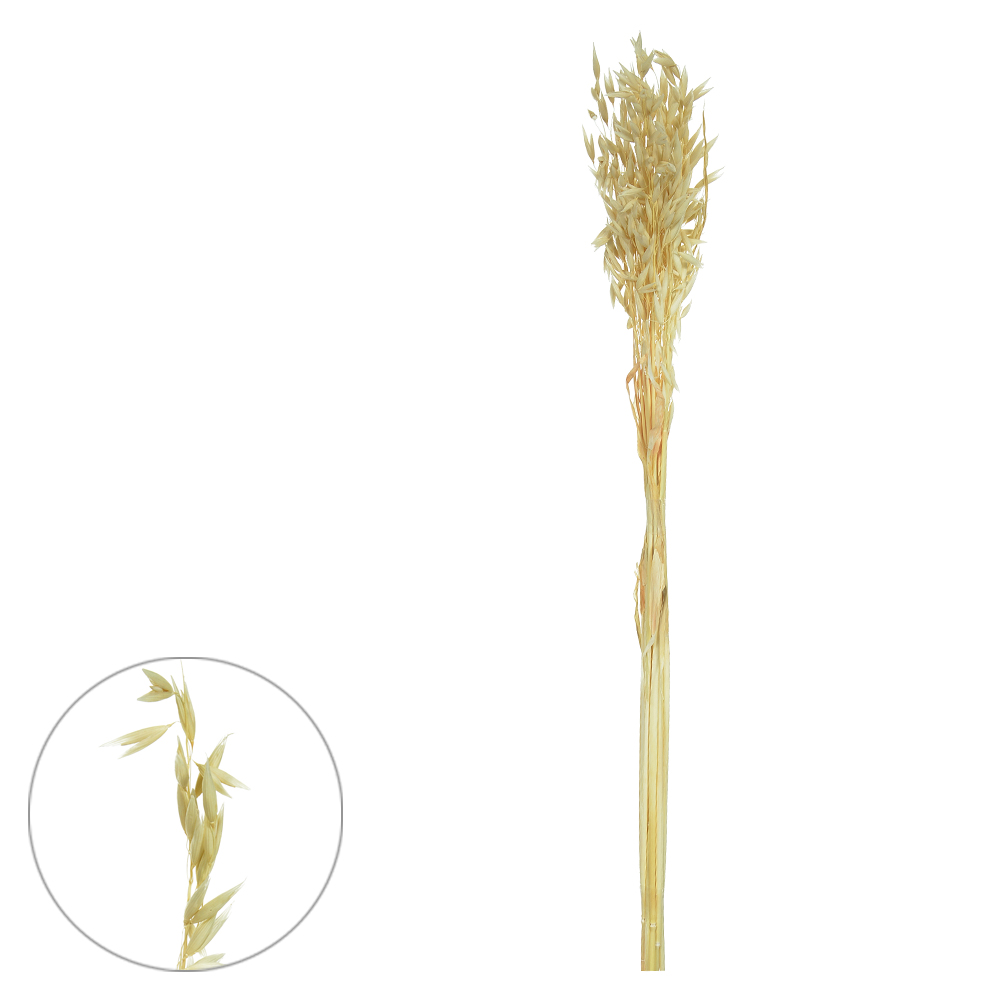 AVEIA DESIDRATADO (ALVEJADO) 70CM