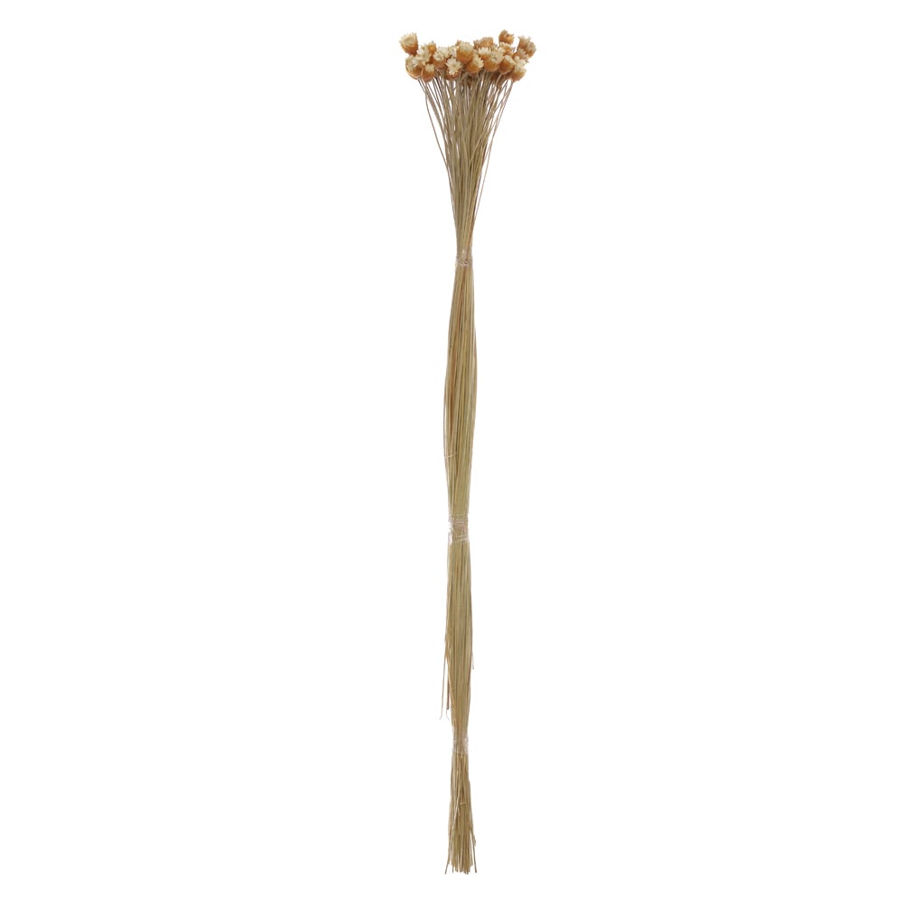 SEMPRE VIVA SAIA ROXA DESIDRATADO (NATURAL) 45CM