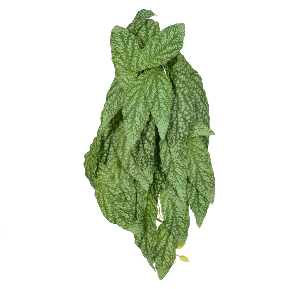 F.BEGONIA MACULATA PENDURAR X29 (VERDE CREME) 45cm